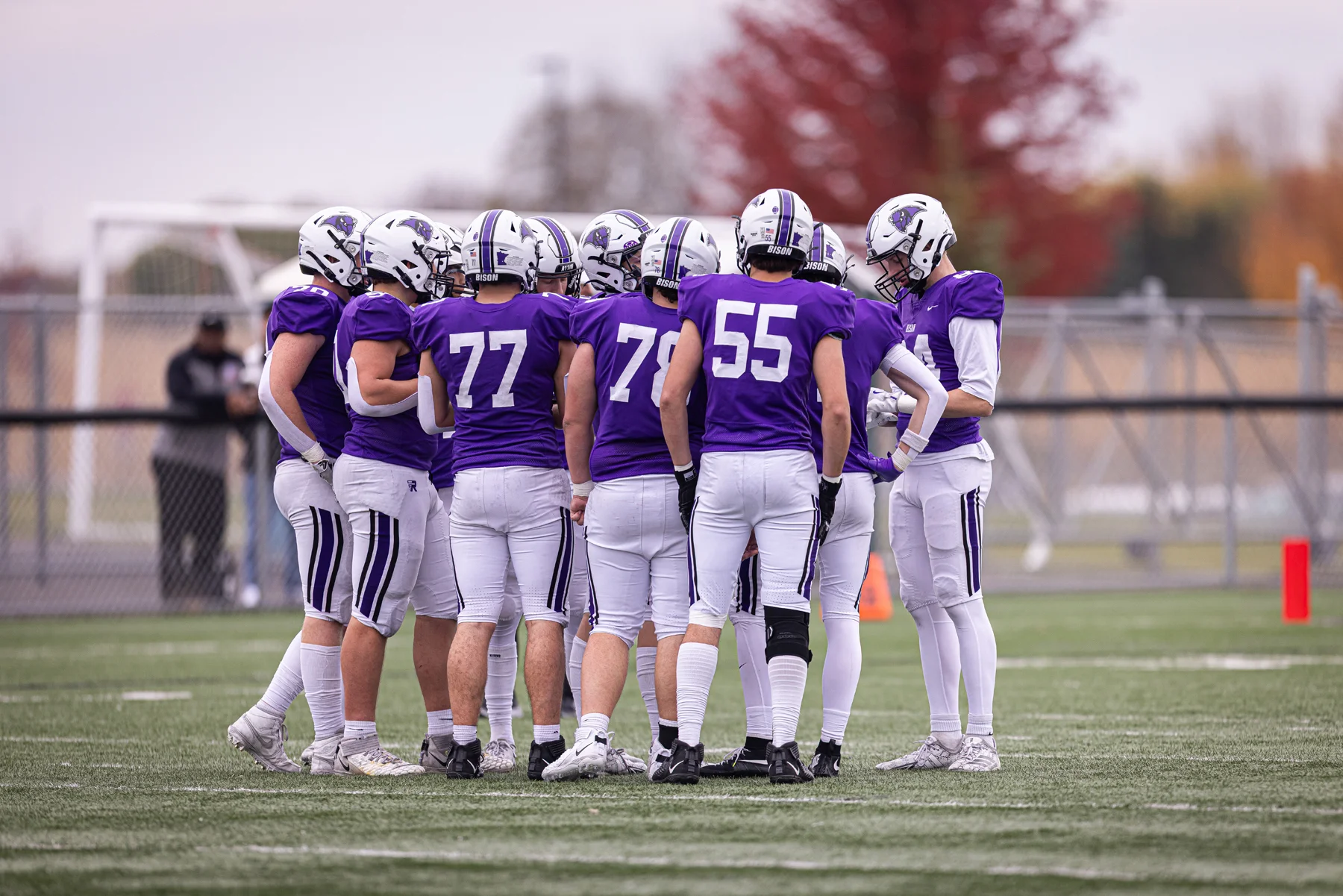 Buffalo Bison huddle up