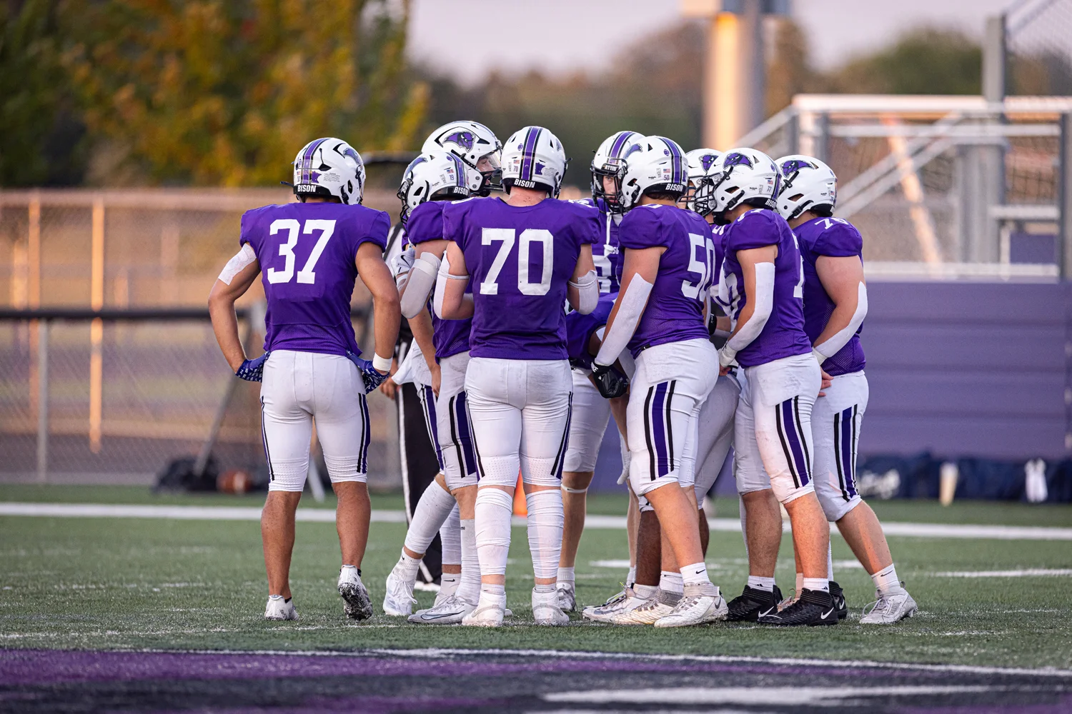 Buffalo Bison Huddle