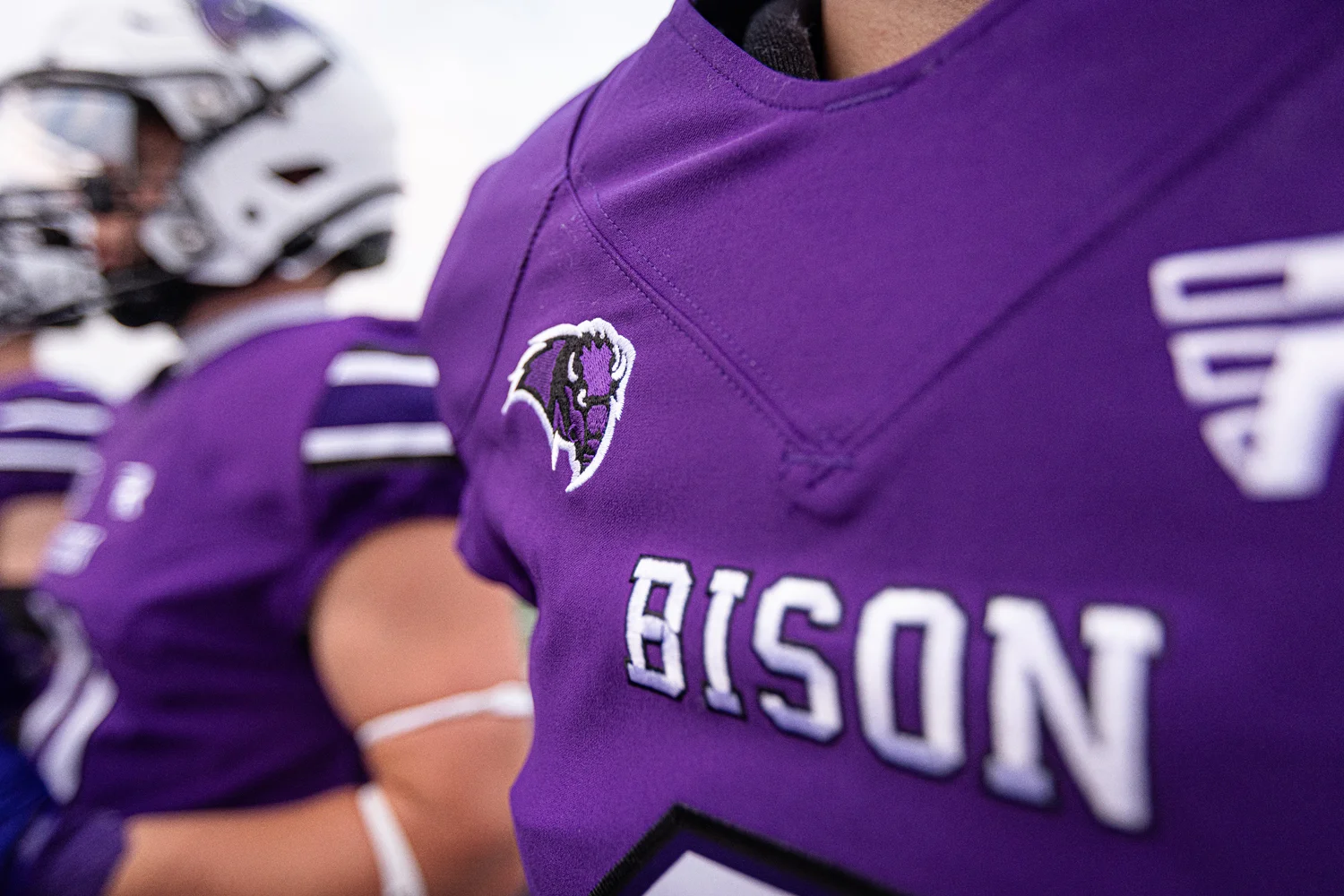 Buffalo Bison Purple Close Up 2026